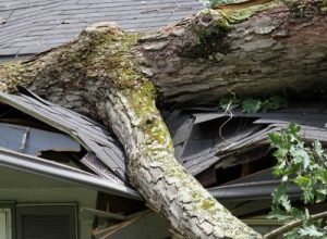 Tree fallen on house roof causing damage – emergency roof repair by Legends Restoration and Group